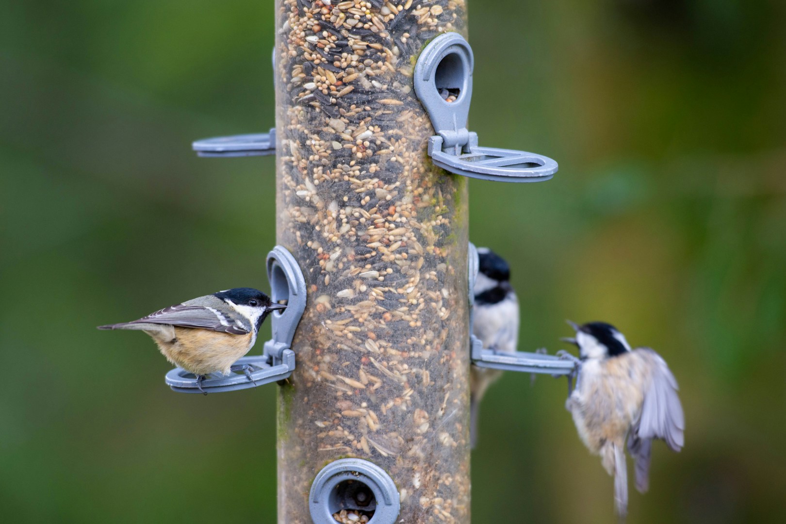 Drei kleine Vögel sitzen an einem Futterspender aus Metall.